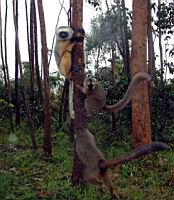 ����� ����, ������